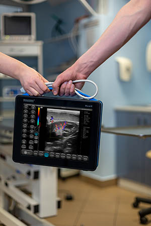 Blue Veterinary Ultrasound