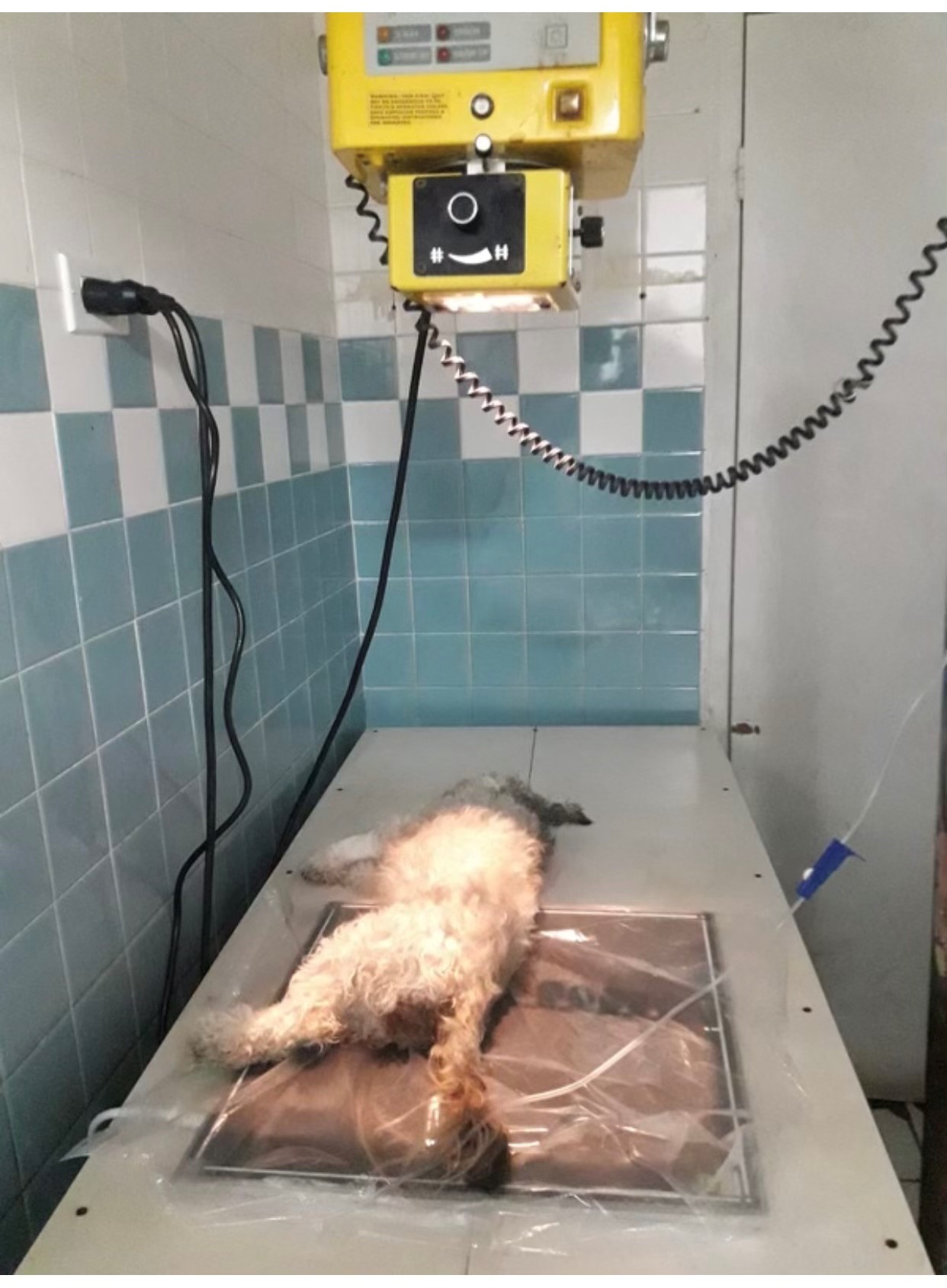 ExamVue Veterinary Completes Digital Upgrade in The Bahamas