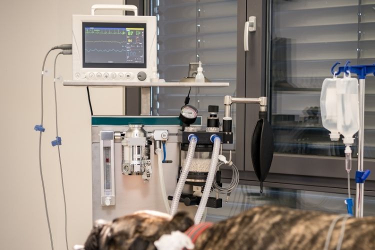 Reasons To Upgrade Your Veterinary Imaging Equipment