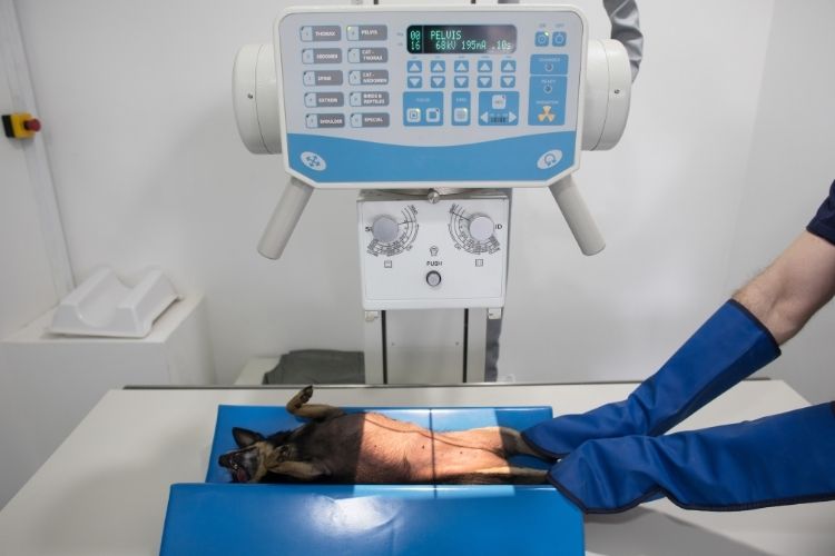 Signs You Need To Replace Your Veterinary X-Ray Machine