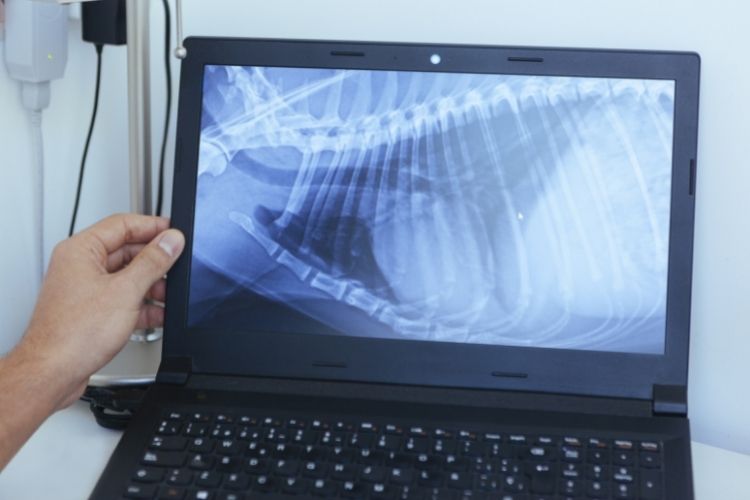 Reasons for Veterinarians To Invest in Upgrading From Film to Digital X-Ray