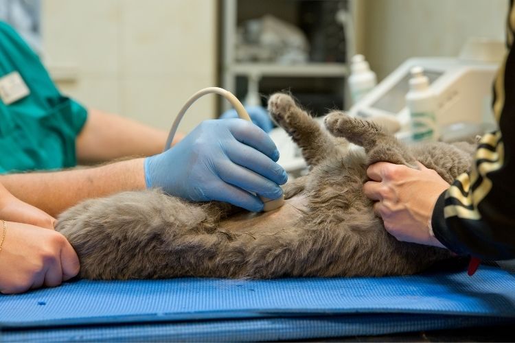 Reasons To Upgrade Your Veterinary Ultrasound System
