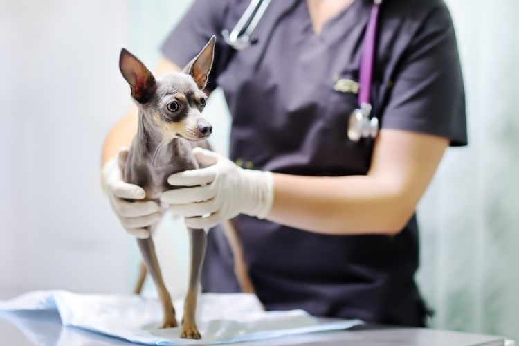 Reasons Fluoroscopy Is Used in Veterinary Medicine