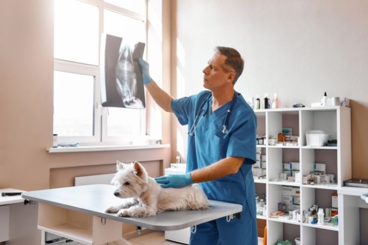 Practical Ways To Boost Efficiency in Your Veterinary Clinic