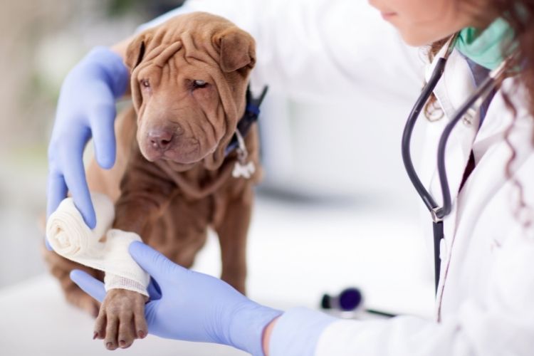 Strategies To Generate More Revenue at Your Veterinary Clinic