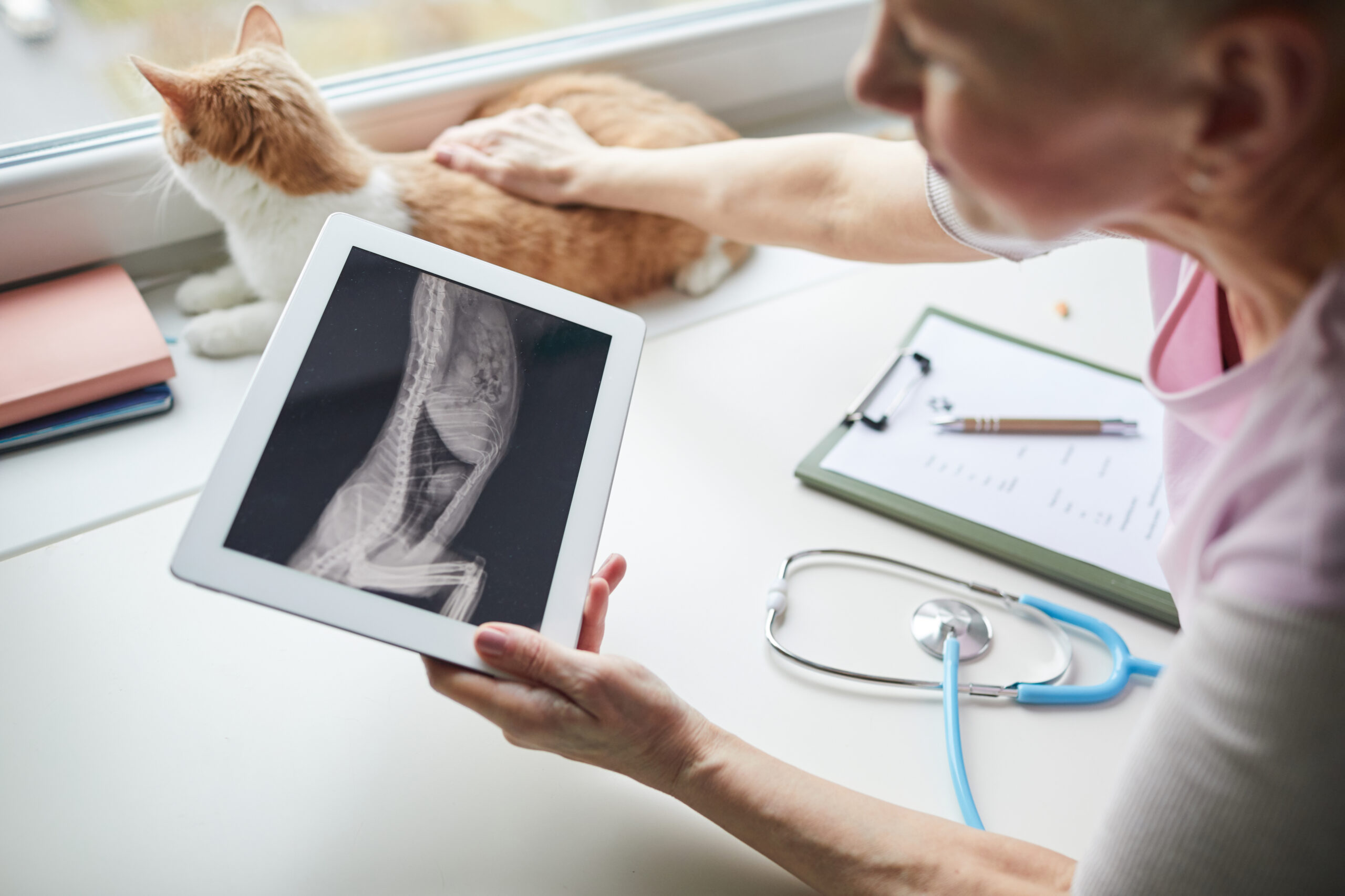 Setting Your Veterinary Practice Apart with Technology