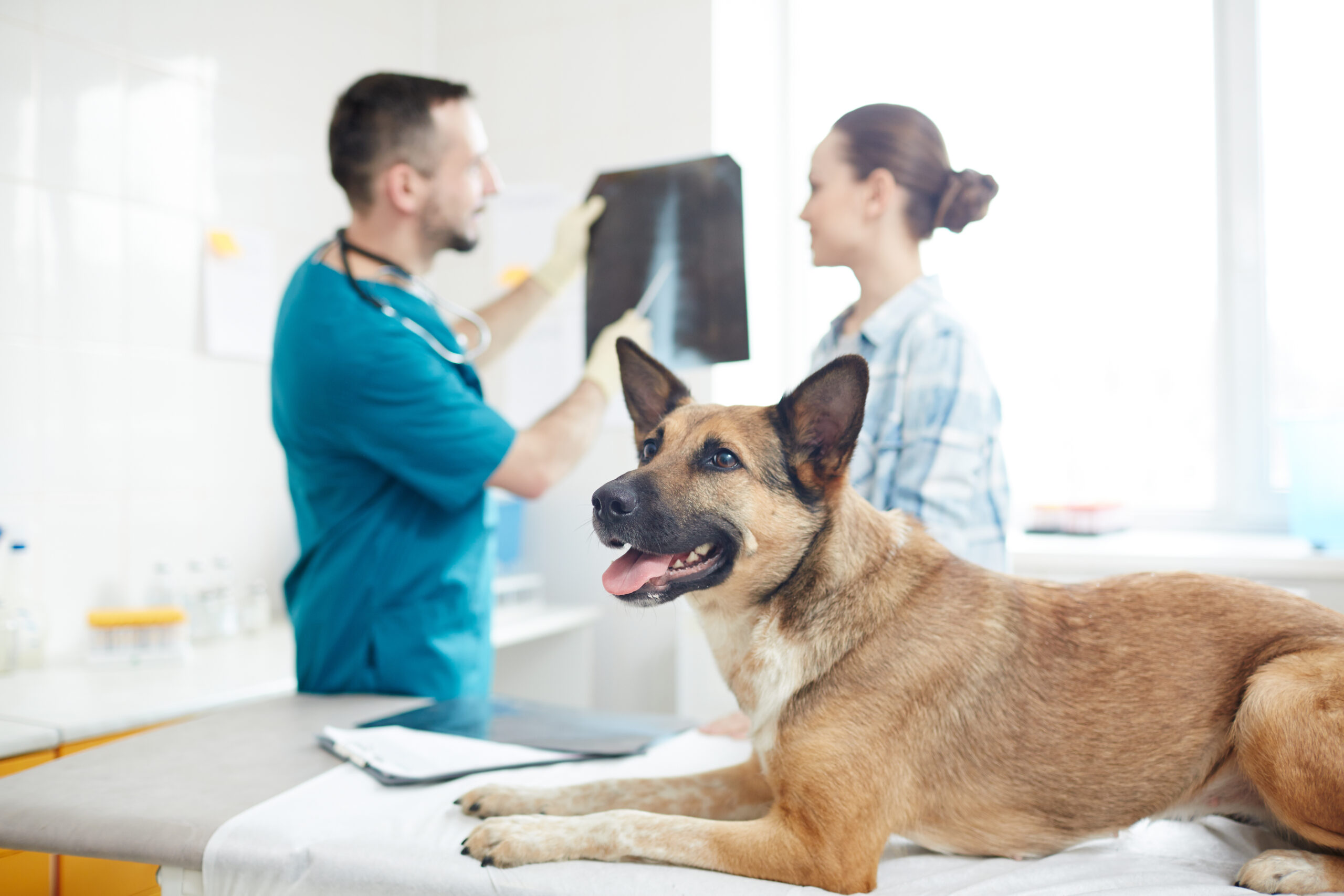 How Do I Increase Client Compliance for Veterinary X-Ray?