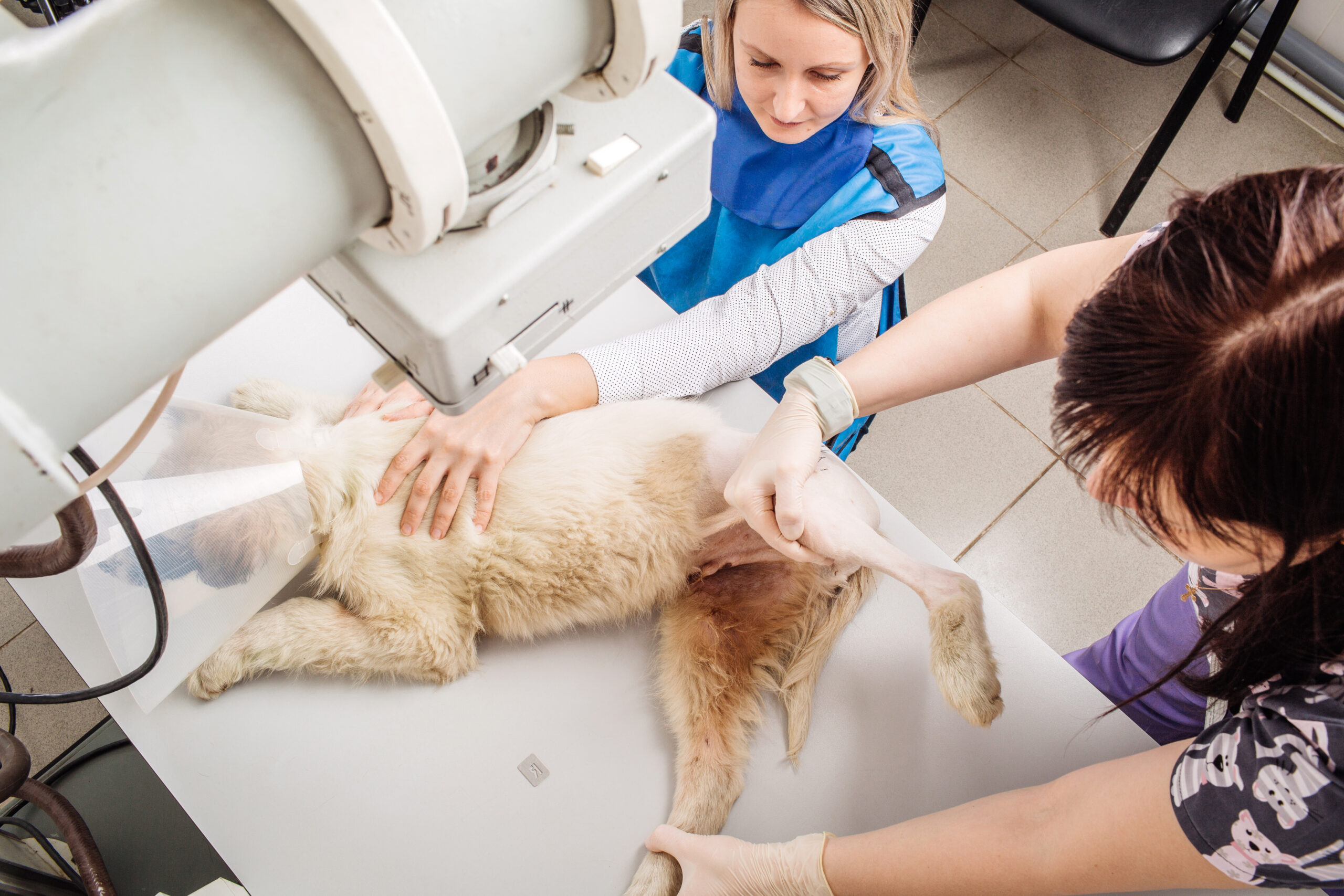 How To Know When It’s Time To Upgrade Your Veterinary X-Ray Equipment